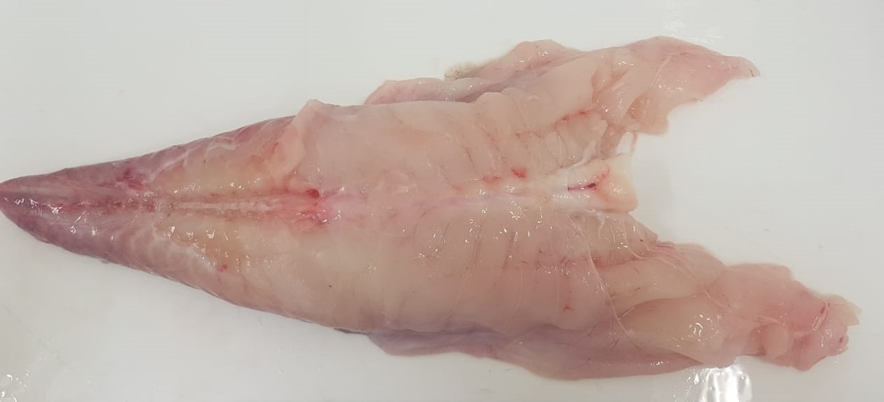 Monkfish